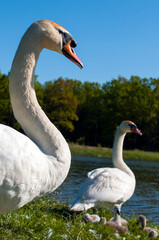 pair of swans with little swans