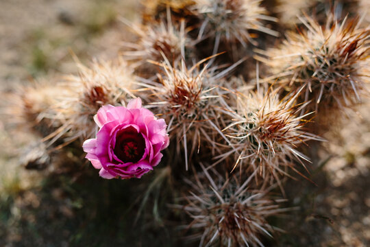 Cactus flower and spines with different textures growing in desert