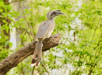 bird on a branch