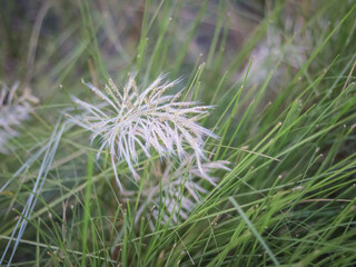 thistle flower in the grass