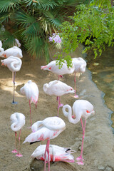 Group of greater flamingos (Phoenicopterus roseus), resting near a river. Selective focus.