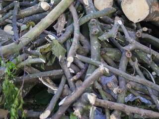 pile of firewood