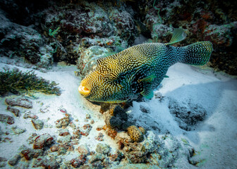 Puffer fish at the bottom of the Indian ocean