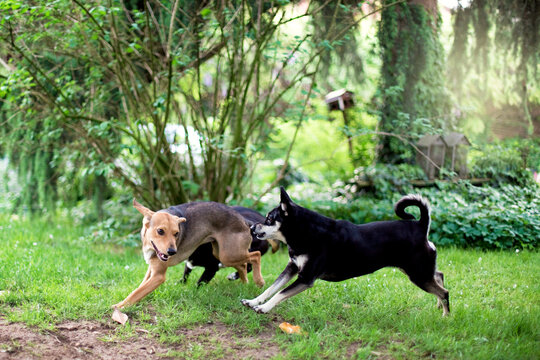 Dog have fun together in garden running