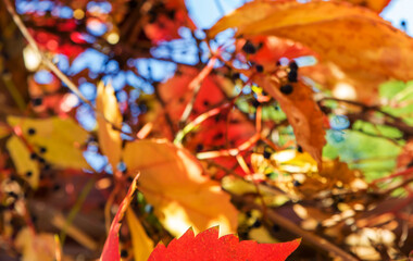 Beautiful Autumn background. Bright colored leaves of maiden grapes.