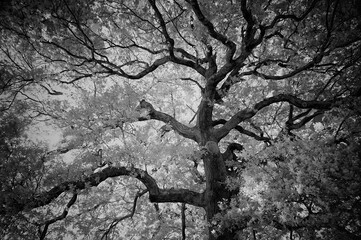 Obraz premium Beautiful Oaktree, West London, black and white infrared photograph