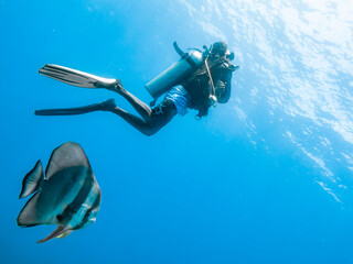 Diver and big Spadefish in the blue water of the Indian ocean