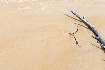 Dead dry tree on sand beach, environmental concept background, nature outdoor day light
