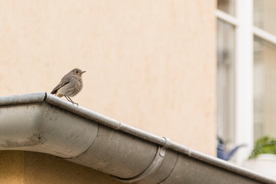 Black Redstart sits on a rain gutter