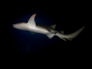 A view from below of a Nurse Shark hovering in the dark night water of the Indian ocean