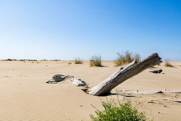 Paysage de dunes de sable à la pointe de l'Espiguette sur la côte méditerranéenne (Occitanie, France)