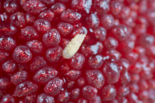 maggot worm on red bayberry fruit