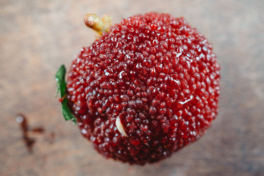 maggot worm on red bayberry fruit