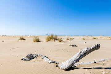 Paysage de dunes de sable à la pointe de l'Espiguette sur la côte méditerranéenne (Occitanie, France)