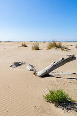 Paysage de dunes de sable à la pointe de l'Espiguette sur la côte méditerranéenne (Occitanie, France)