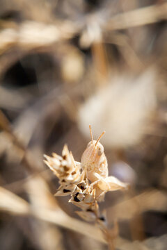 Small brown planthopper