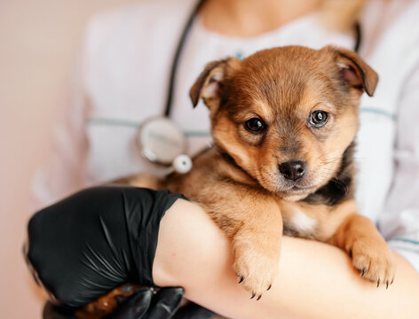 Veterinarian examines a puppy in a hospital. the little dog got sick. puppy in the hands of a veterinarian.