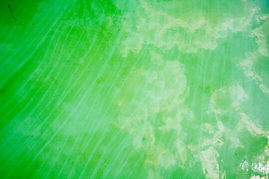 A swimming pool infested with green algae and slime.