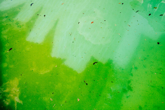 A swimming pool infested with green algae and slime.