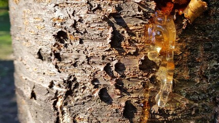 Resin flowing from the trunk of a cherry tree