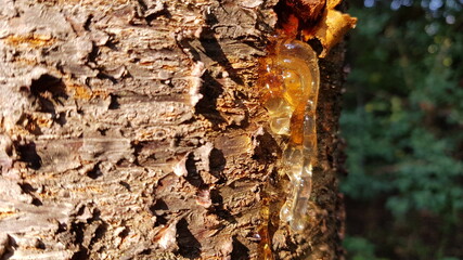 Resin flowing from the trunk of a cherry tree
