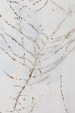 Traces of leaves and plants on a stone wall