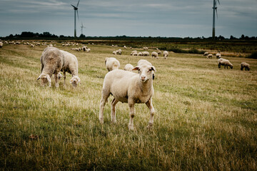 Fototapeta premium Grasende Schafe hinter dem Deich mit Windkraftanlagen im Hintergrund, Pilsum, Ostfriesland