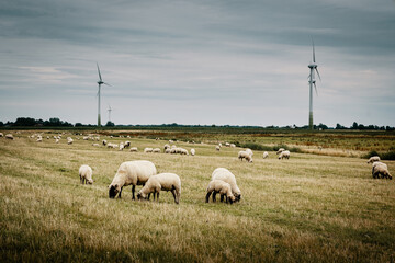 Fototapeta premium Grasende Schafe hinter dem Deich mit Windkraftanlagen im Hintergrund, Pilsum, Ostfriesland