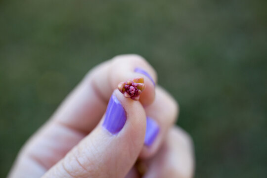 A teeny tiny baby succulent