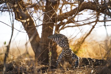 Lizard under the tree
