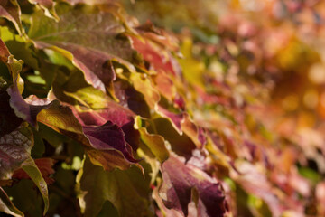 Autumn leaves background.Autumn backdrop, red and yellow leaves, blurred background