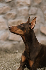 Close-up portrait of a dog against a background of a stone wall. Doberman pinscher of chocolate color. Beautiful doberman pinscher.