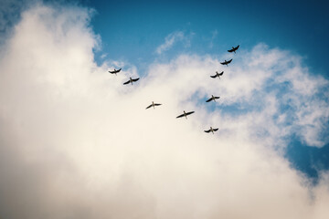 Wildgänse fliegen in V-Formation vor dramatischer Wolkenkulisse