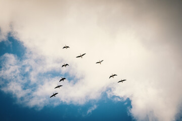 Wildgänse fliegen in V-Formation vor dramatischer Wolkenkulisse