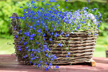 wicker basket with bright blue small flowers of Lobelia close up - obrazy, fototapety, plakaty