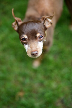 Portrait An Old Minature Pinscher Dog Standing In The Grass