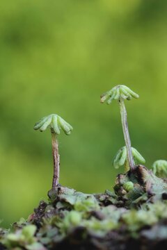 palmtree moss