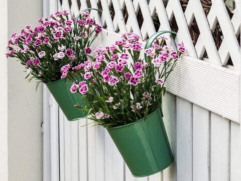 Carnations (China pink) in pots are hanging on a wooden wall