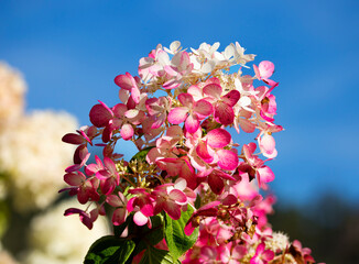 Hydrangea or hortensia flowers in the garden. It has the most intense red color of paniculate...