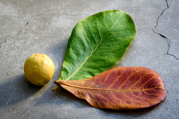 Indian almond fresh nut with green and red leaves