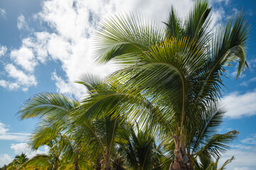 Fototapeta na wymiar palm tree on the ocean