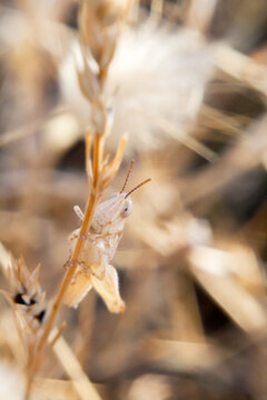 Small brown planthopper