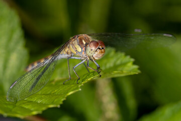 Libelle auf einem grünen Blatt