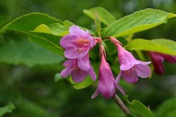 pink and purple flowers
