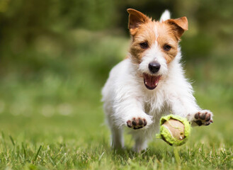 Playful funny happy jack russell terrier running pet dog puppy playing with a tennis ball in the grass