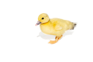 NewBorn little Cute yellow duckling isolated on white.