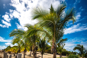 Fototapeta na wymiar palm tree on the ocean