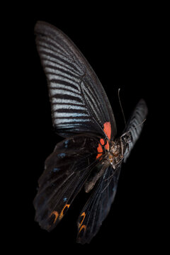 butterfly (Papilio memnon)