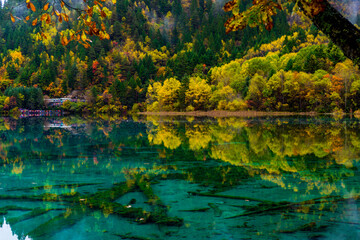 Amazing scene of colorful autumn and reflection with water in Jiuzhaigou National Park, Sichuan Province, China. UNESCO as a World Heritage Site.