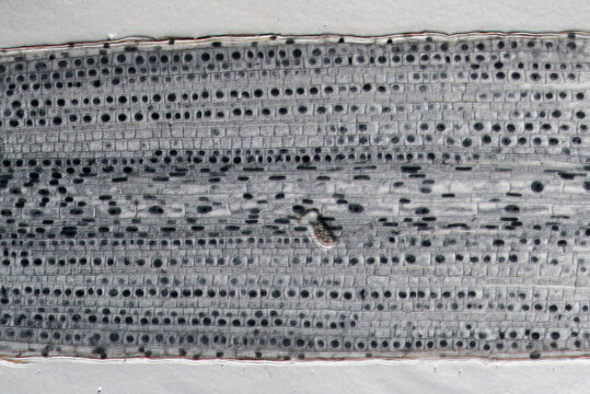 Typical plant cell of root tip, micrograph